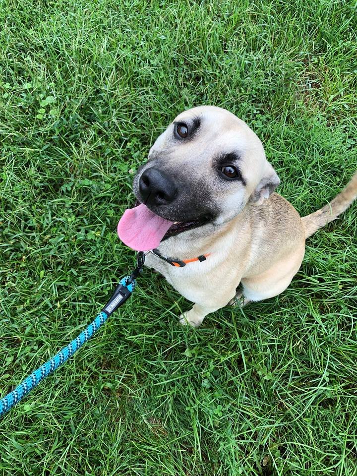 adoptable Dog in Binghamton, NY named Allie