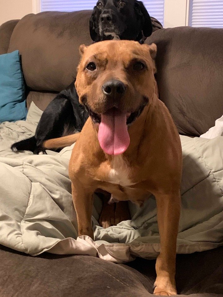 adoptable Dog in Binghamton, NY named Cinnamon