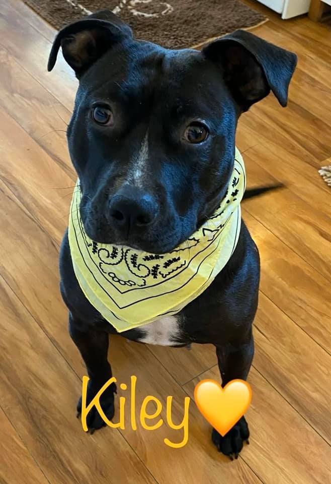 adoptable Dog in Binghamton, NY named Kiley