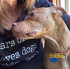 Stella - Photo 3