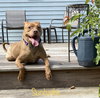 Stella - Photo 6