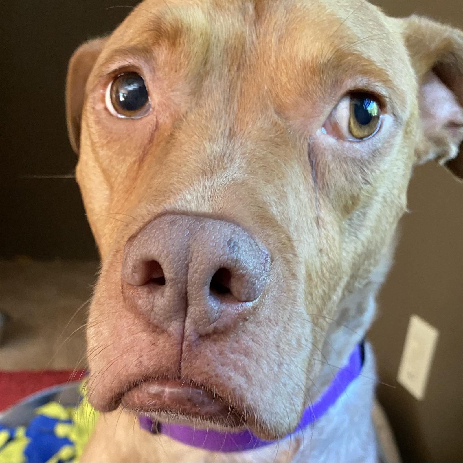 adoptable Dog in Binghamton, NY named Stella