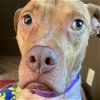 adoptable Dog in binghamton, ny, NY named Stella