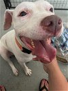 adoptable Dog in  named Chyna
