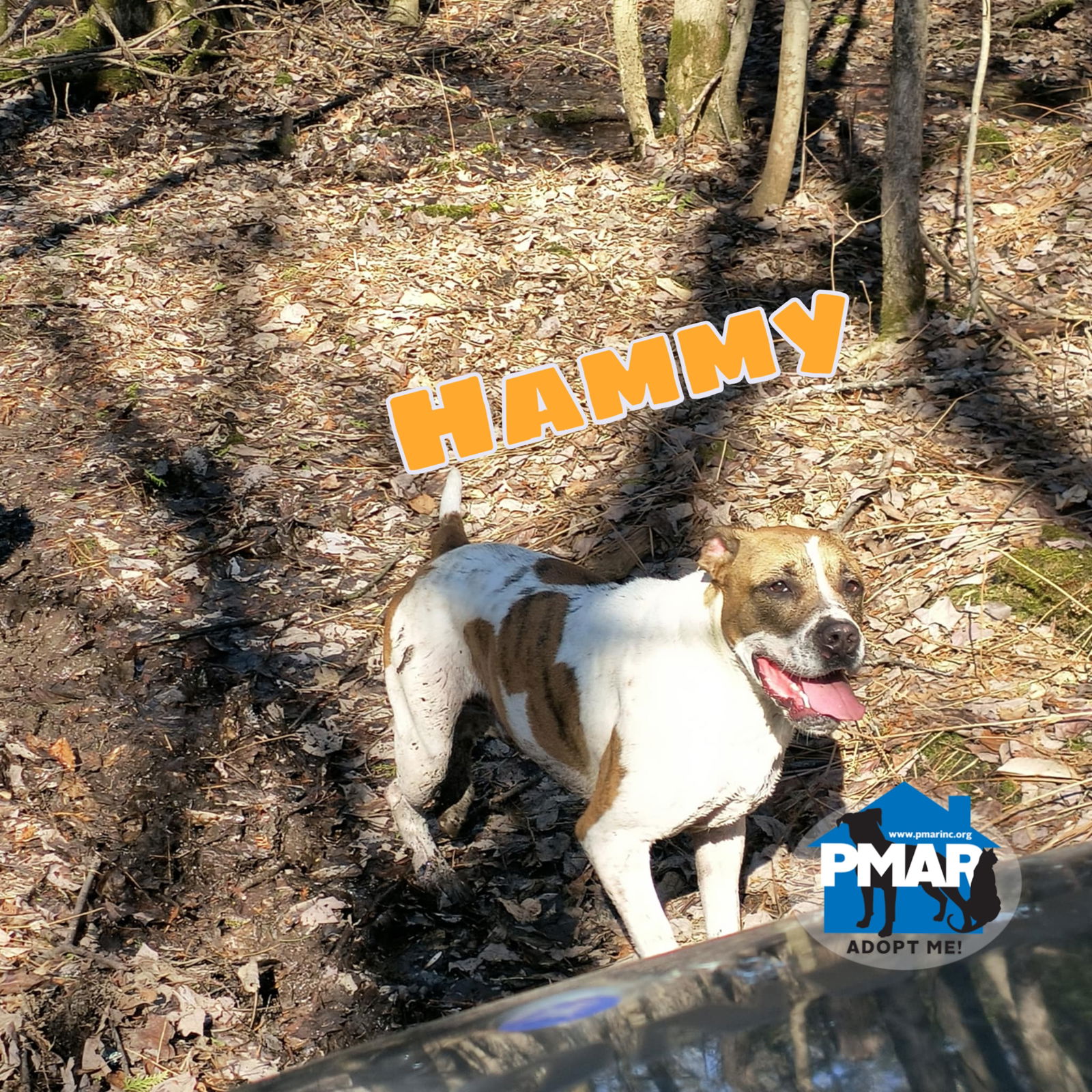 adoptable Dog in Chase Mills, NY named Hammy