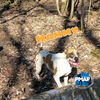 adoptable Dog in  named Hammy