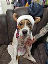 adoptable Dog in binghamton, NY named Hammy