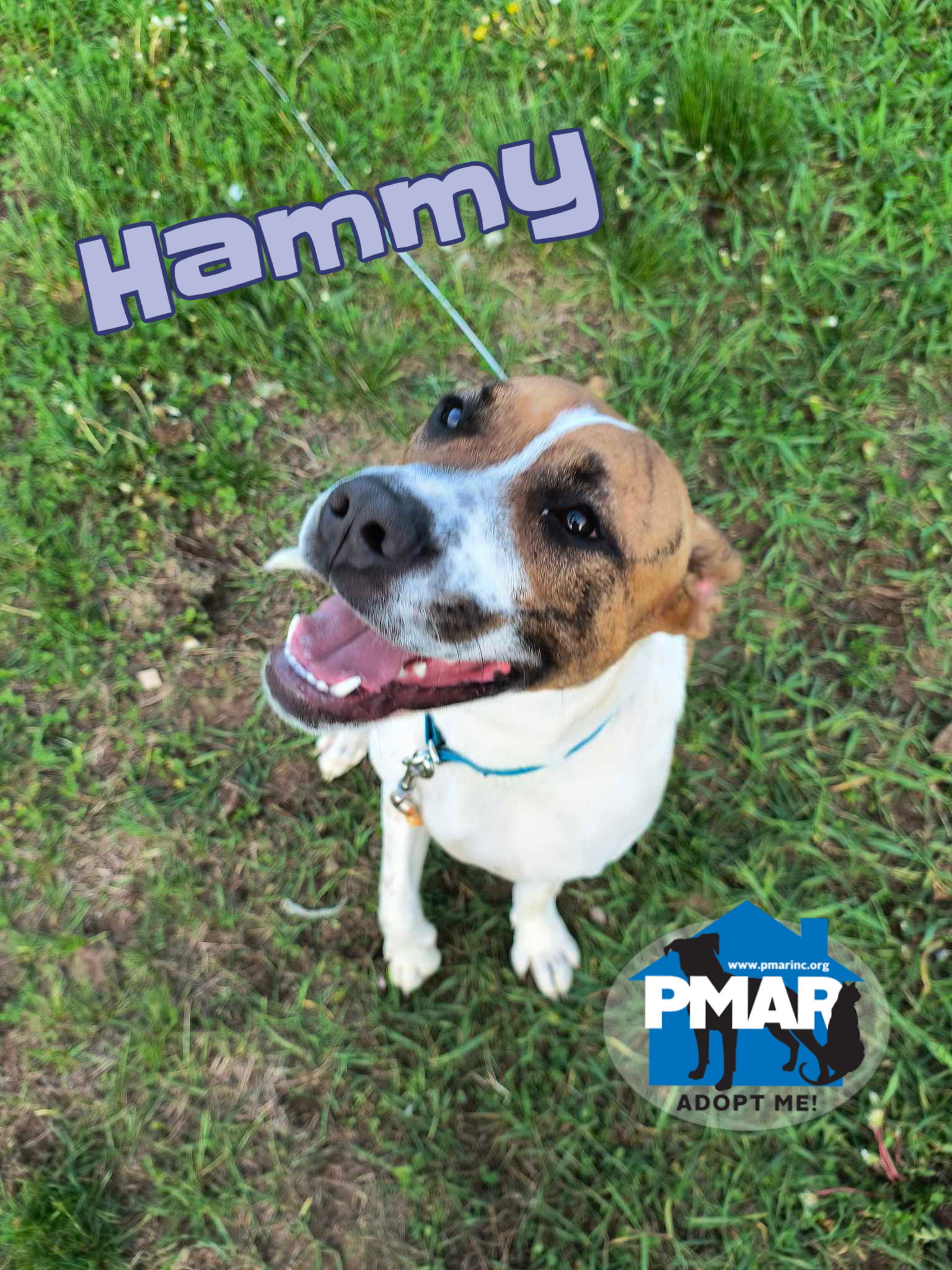 adoptable Dog in Chase Mills, NY named Hammy