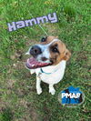 adoptable Dog in  named Hammy