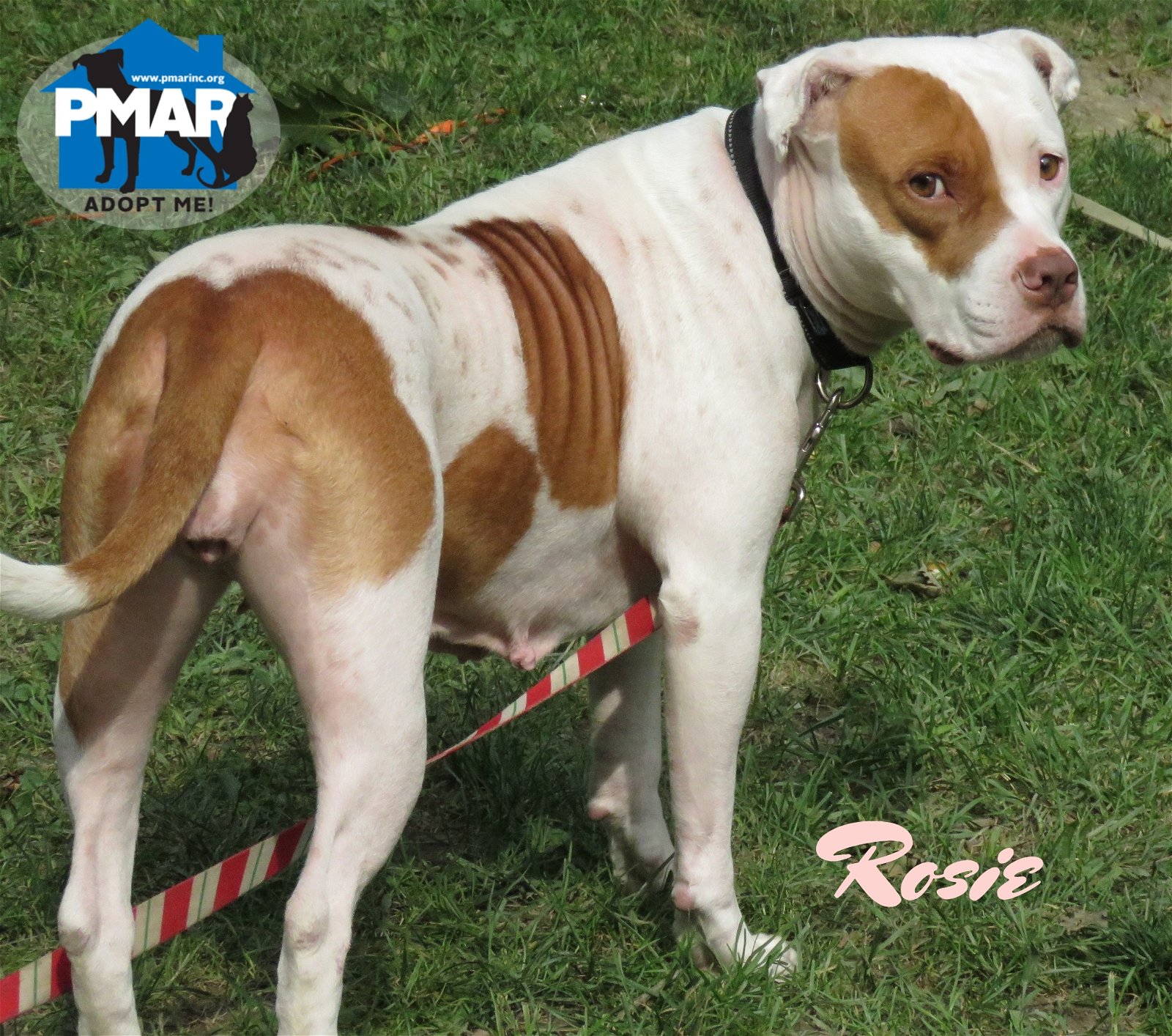 adoptable Dog in Binghamton, NY named Rosie