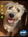 adoptable Dog in binghamton, NY named Bear