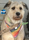 Bear - Photo 2