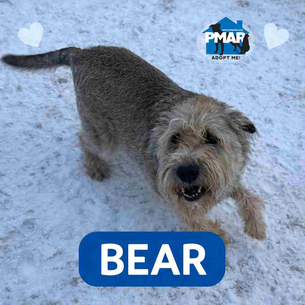 Bear