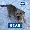 Bear - Photo 1