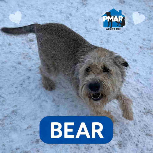 BEAR - Wheaten Terrier available for adoption