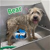 adoptable Dog in binghamton, NY named Bear