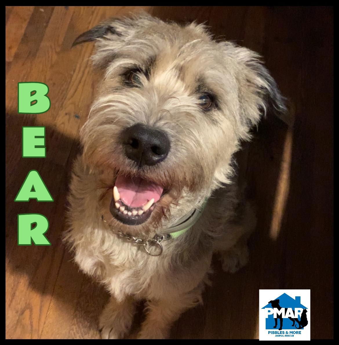 adoptable Dog in Binghamton, NY named Bear