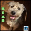 adoptable Dog in  named Bear