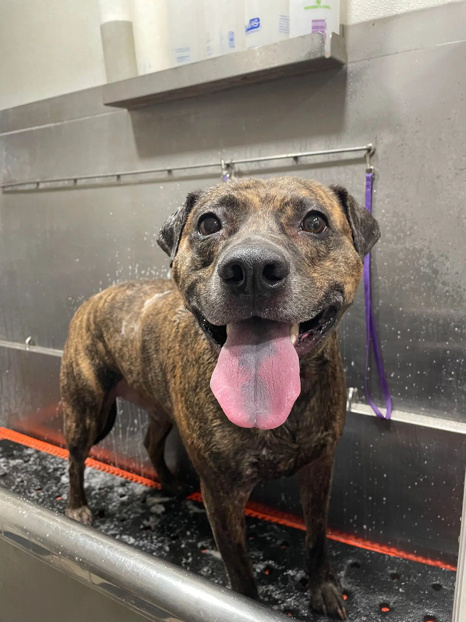Max - Pit Bull Terrier