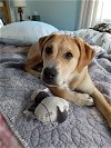 adoptable Dog in binghamton, NY named Marlo