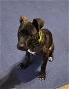 adoptable Dog in binghamton, NY named Flurry