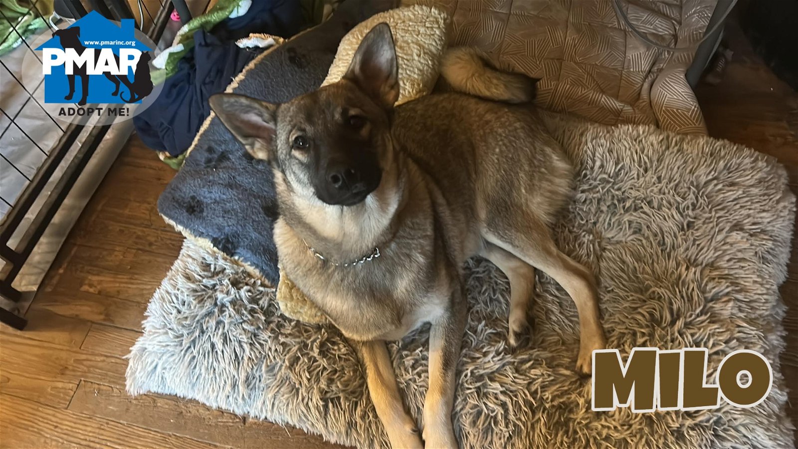 adoptable Dog in Binghamton, NY named Milo
