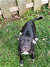 adoptable Dog in binghamton, ny, NY named Sadie