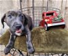 adoptable Dog in binghamton, NY named Kola