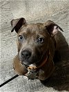 adoptable Dog in binghamton, ny, NY named Mikey