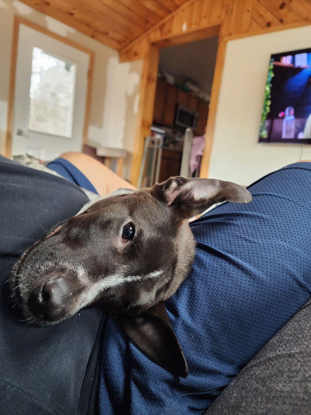 adoptable Dog in Binghamton, NY named Rocky