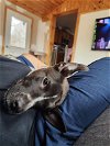 adoptable Dog in binghamton, ny, NY named Rocky