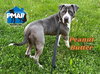 Peanut Butter - Photo 4