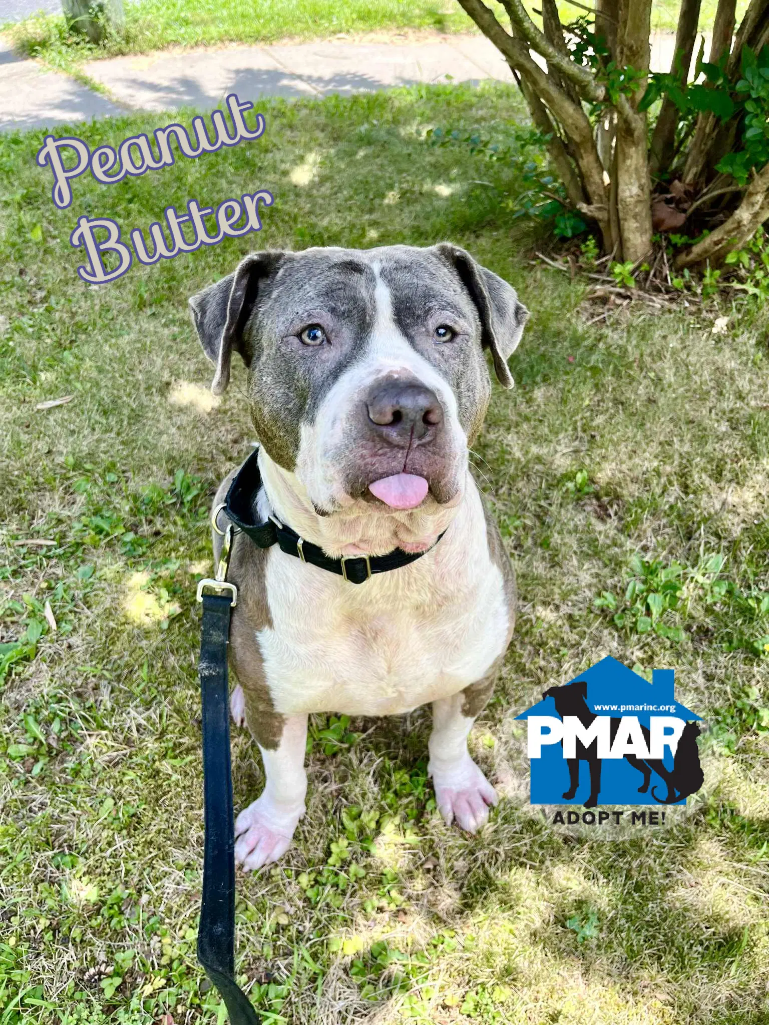 Peanut Butter - Pit Bull Terrier