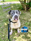 Peanut Butter - Photo 1