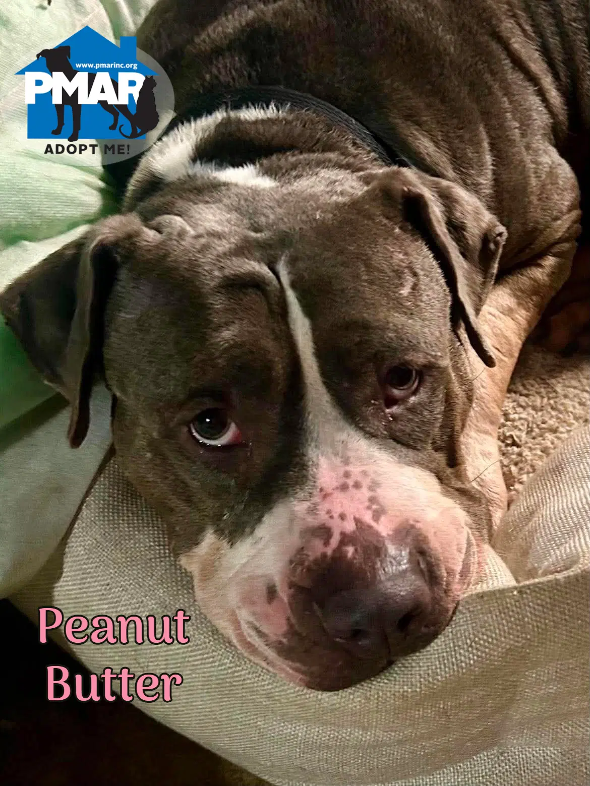 Peanut Butter image 2