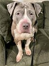 adoptable Dog in binghamton, ny, NY named Peanut Butter