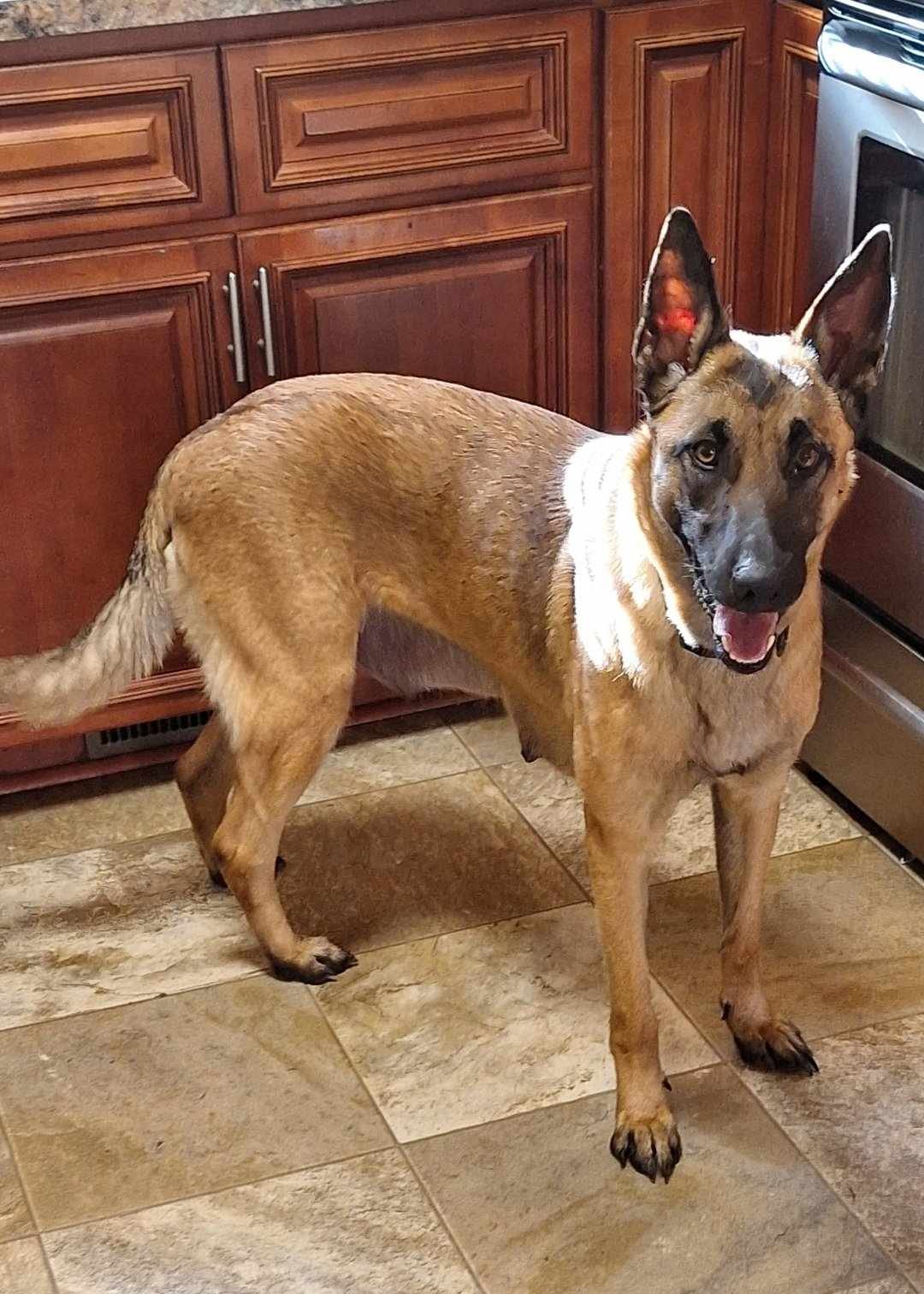 adoptable Dog in Binghamton, NY named Nyla