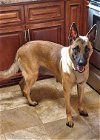adoptable Dog in binghamton, ny, NY named Nyla