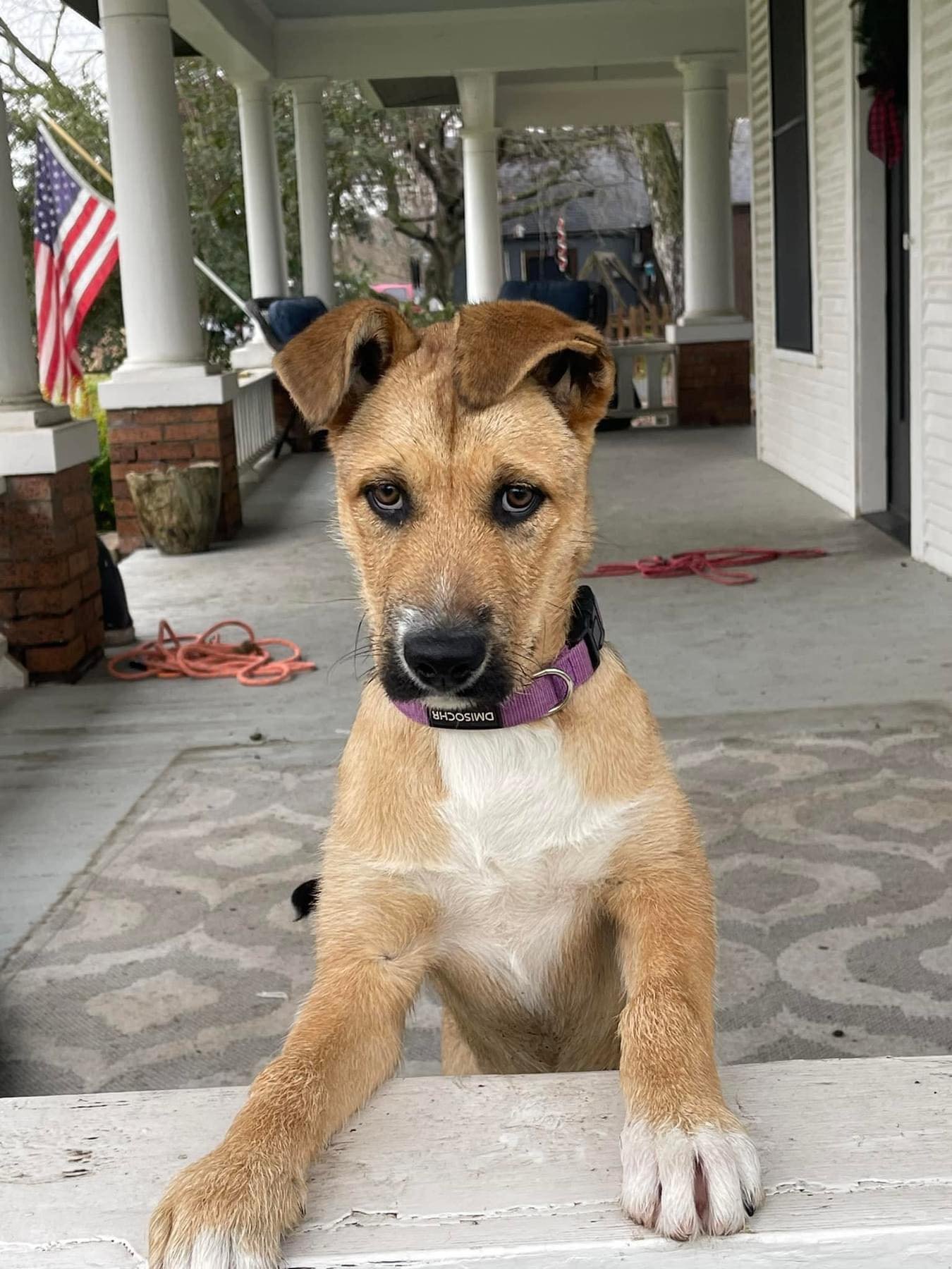 adoptable Dog in Binghamton, NY named Suds