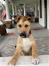 adoptable Dog in binghamton, ny, NY named Suds