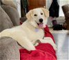 adoptable Dog in binghamton, NY named London