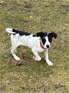 adoptable Dog in binghamton, NY named Ace