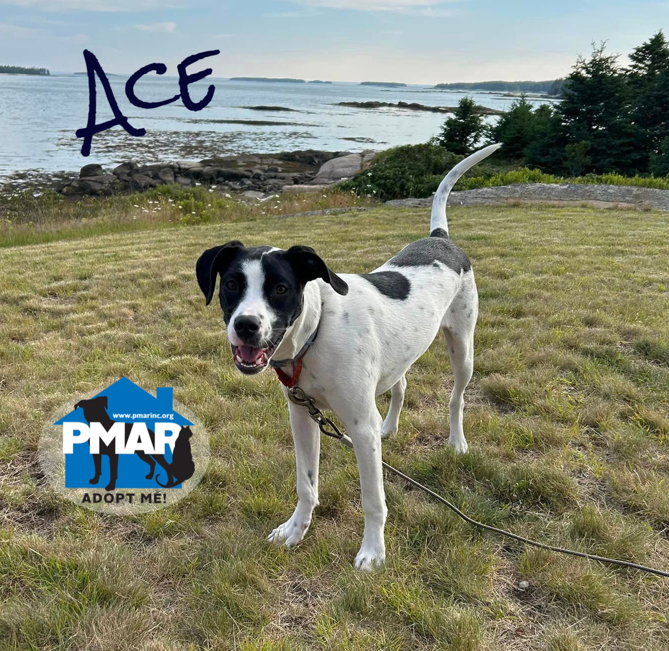 adoptable Dog in Plaistow, NH named Ace