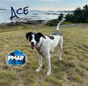 adoptable Dog in , NH named Ace