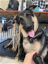 adoptable Dog in binghamton, NY named Ghost