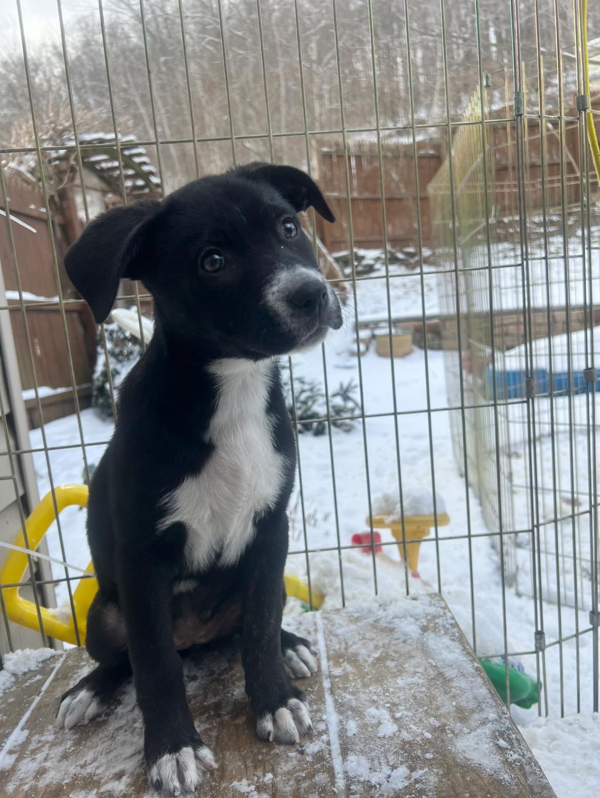 adoptable Dog in Binghamton, NY named Socks