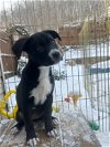 adoptable Dog in binghamton, ny, NY named Socks