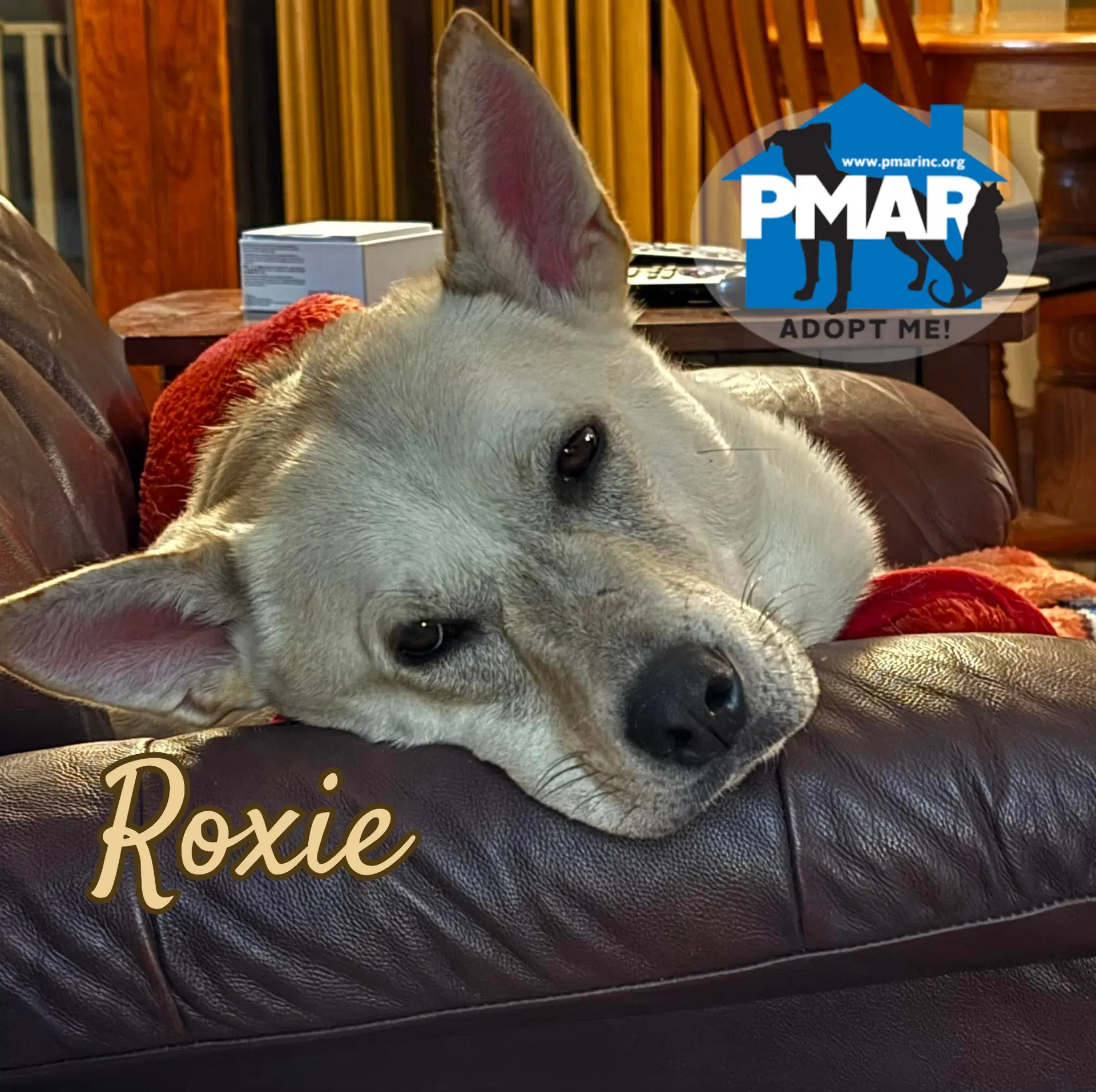 Roxie - Husky