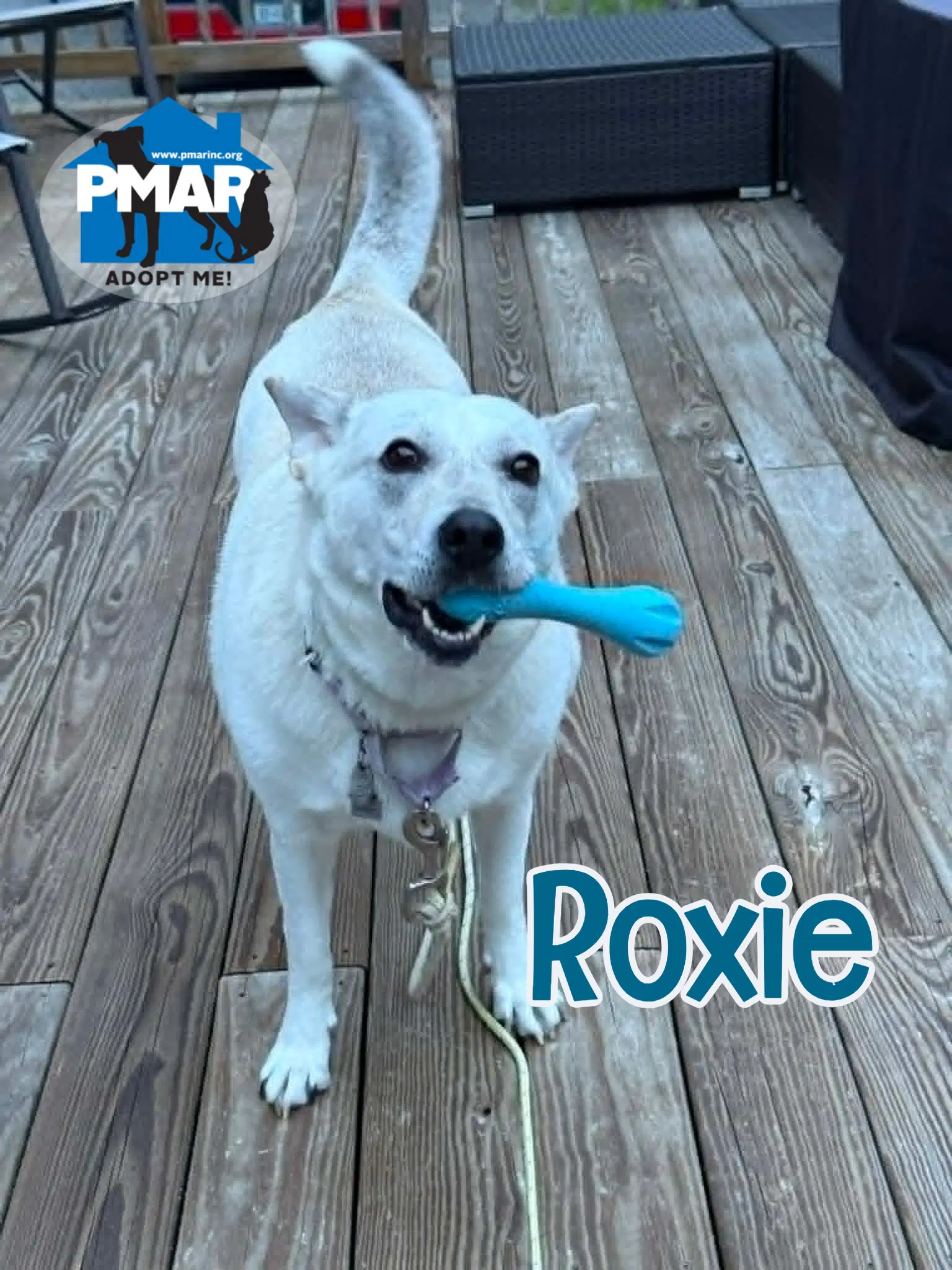 Roxie image 2
