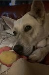 adoptable Dog in binghamton, ny, NY named Roxie